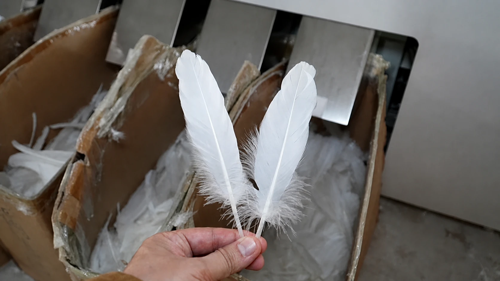 Factory worker holding two selected badminton feathers for inspection